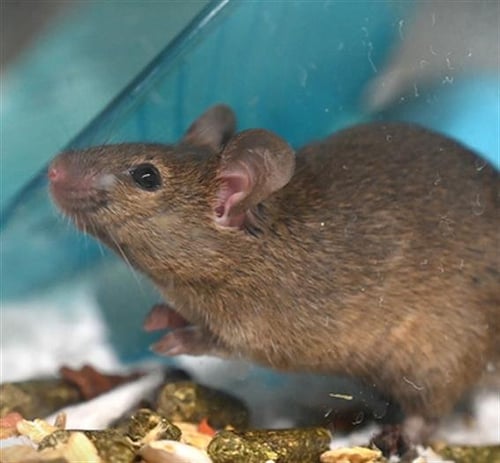 QUESO - Mouse available for adoption