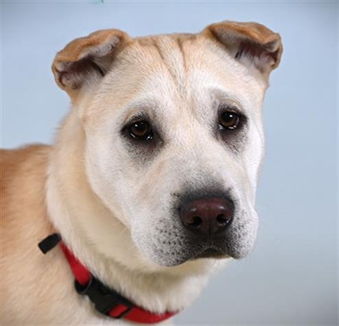 COMET - Chinese Shar-Pei / Siberian Husky available for adoption