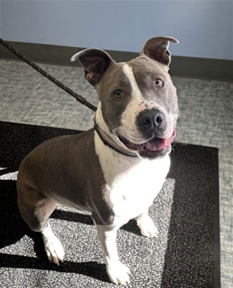 DIAMOND - Pit Bull Terrier available for adoption