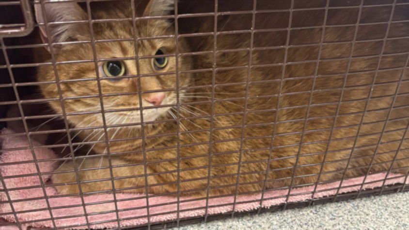 CHEETO - Domestic Short Hair available for adoption