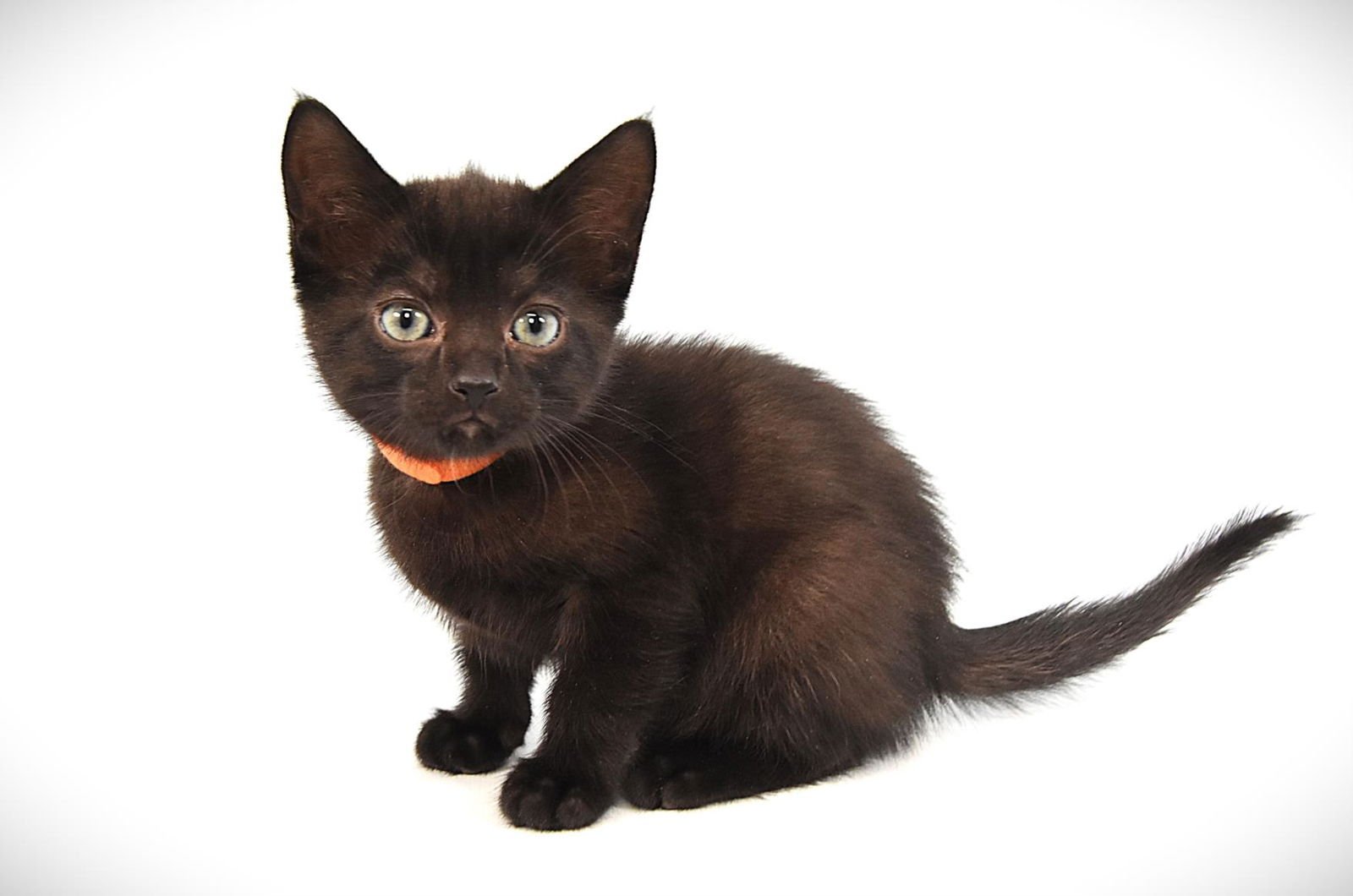 BLOSSOM - Domestic Short Hair available for adoption