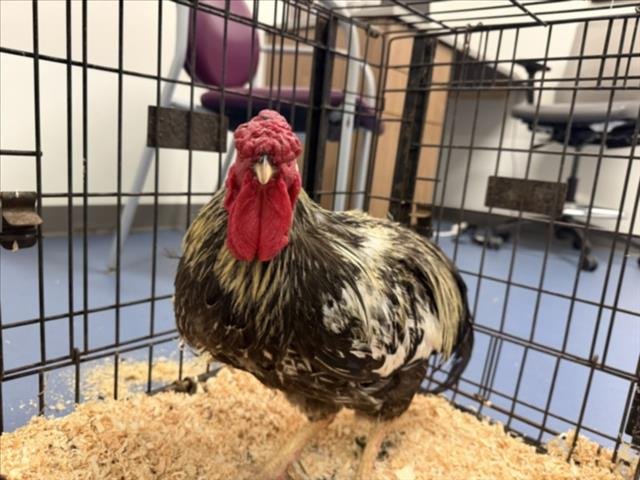 MR.ROOSTER Image
