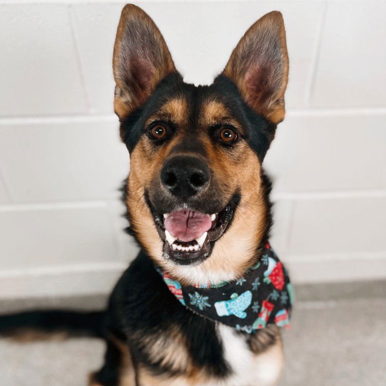 SHREK - German Shepherd Dog available for adoption