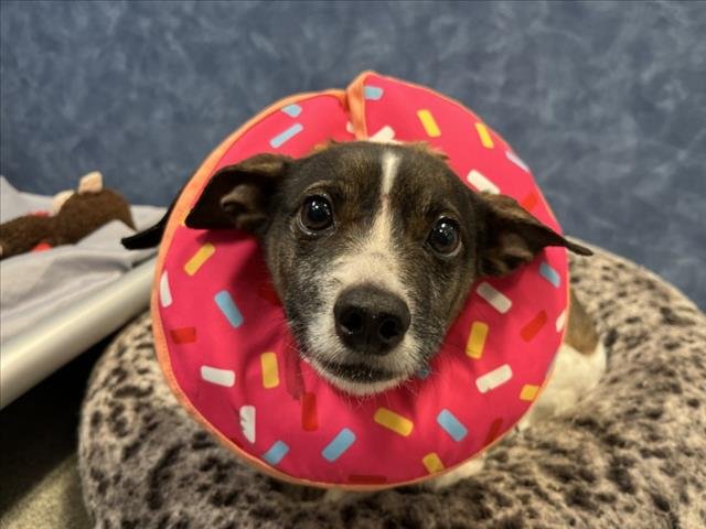 OLLIE - Jack Russell Terrier (Parson Russell Terrier) available for adoption