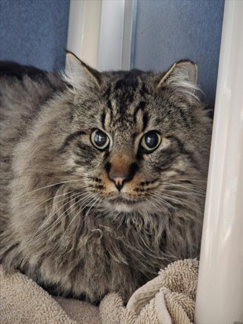 CONVERSE - Domestic Long Hair available for adoption