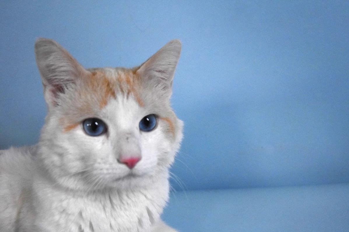 BILLY - Siamese available for adoption