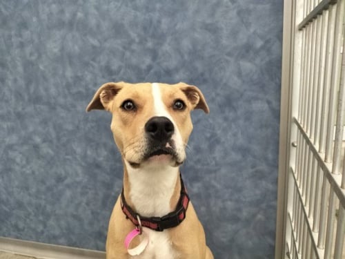 COCO - Pit Bull Terrier available for adoption
