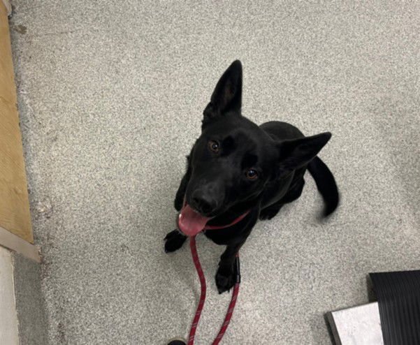 RAVEN - Australian Kelpie / Labrador Retriever available for adoption