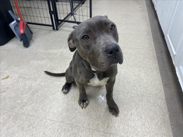 TINA - Pit Bull Terrier available for adoption