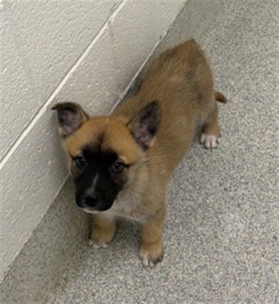 DONNER - German Shepherd Dog / Siberian Husky available for adoption