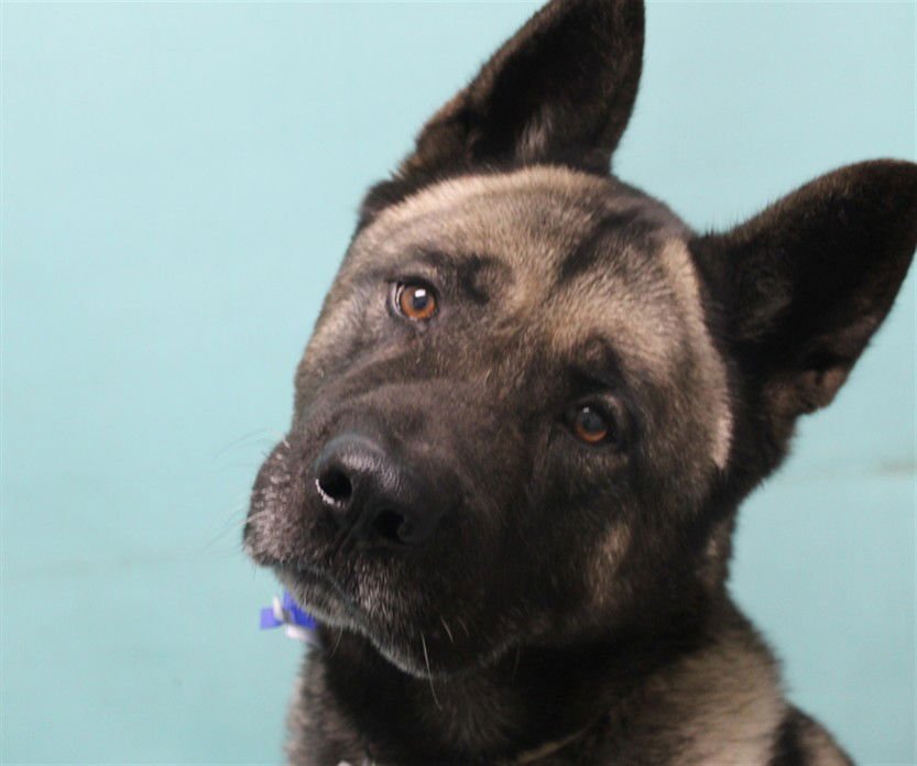 FORREST - Akita available for adoption