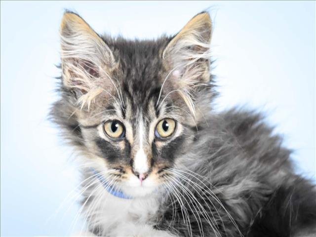 SQUIDWARD - Domestic Medium Hair available for adoption