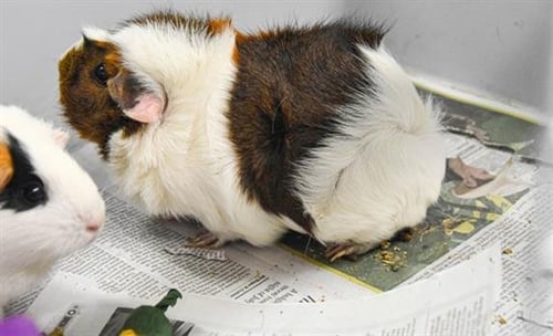 BIG MAMA - Guinea Pig available for adoption