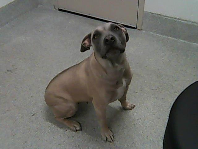 KARMA - Pit Bull Terrier available for adoption