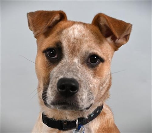 THEO - Australian Cattle Dog/Blue Heeler / Pit Bull Terrier available for adoption