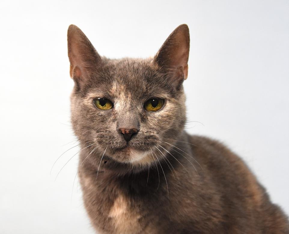 SPRINKLES - Domestic Short Hair available for adoption