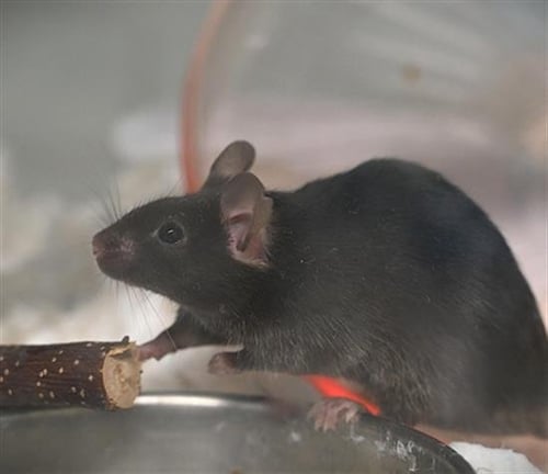 MUENSTER - Mouse available for adoption