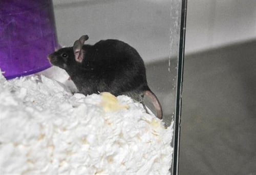 MUENSTER - Mouse available for adoption