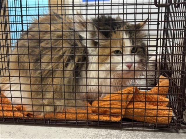 CALI - Domestic Long Hair available for adoption