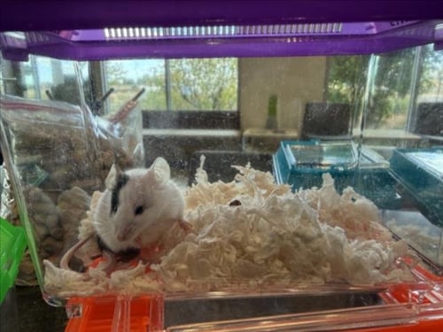 BIZ - Mouse available for adoption