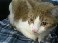 CALVIN - Photo 1
