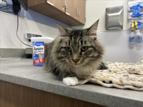 LUNA - Domestic Long Hair available for adoption