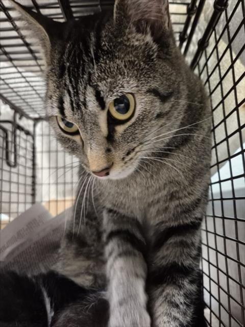 MAVIS - Domestic Short Hair available for adoption