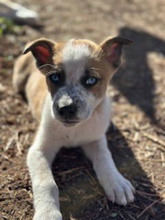 ASH - German Shepherd Dog / Siberian Husky available for adoption