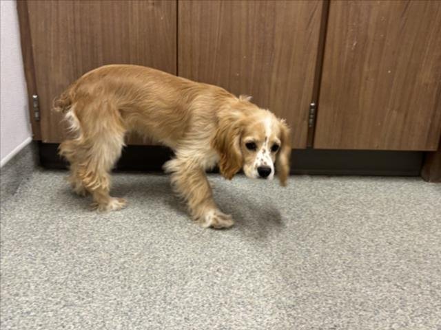 FRECKLES - Cocker Spaniel available for adoption