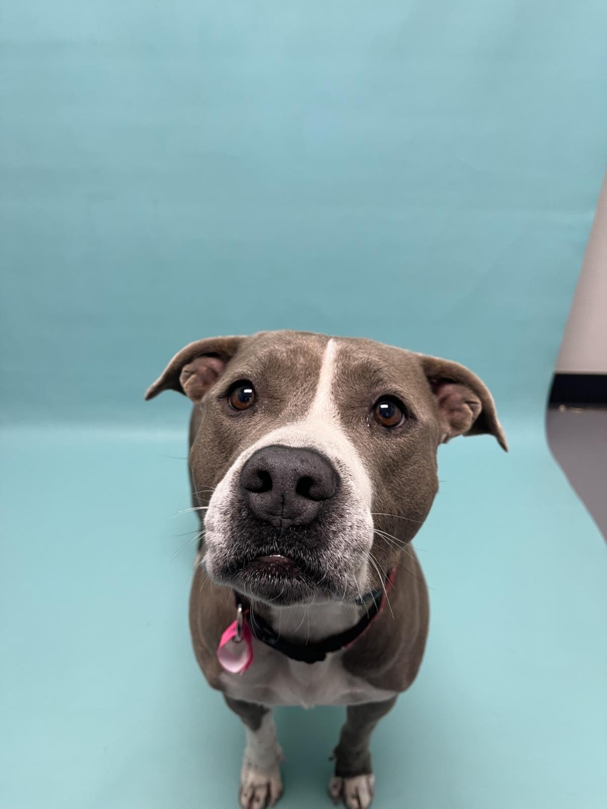 SULIN - American Pit Bull Terrier available for adoption