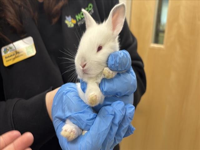 SNOWFLAKE - Shorthaired Rabbit / English Spot available for adoption