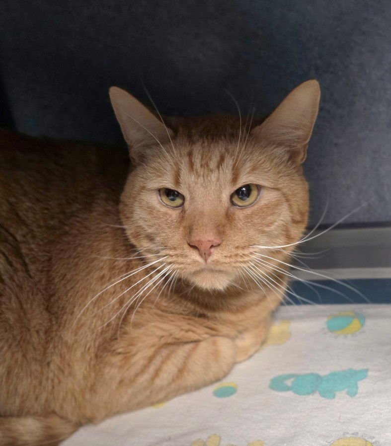 CRASH - Domestic Short Hair available for adoption