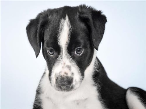 PANDA - Australian Cattle Dog/Blue Heeler available for adoption