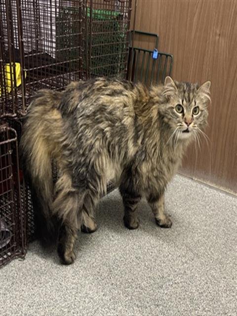 HATTIE - Domestic Long Hair for adoption in Fort Collins