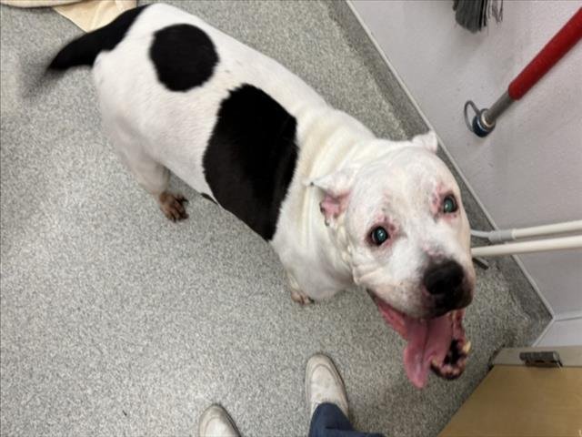 ARYA - Pit Bull Terrier available for adoption