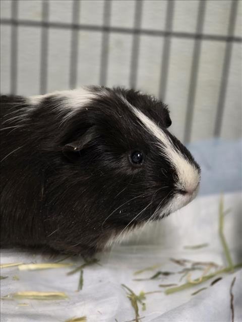 DOMINO - Guinea Pig available for adoption