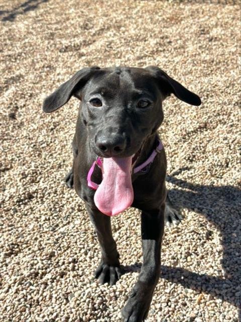 PEARL - Labrador Retriever available for adoption