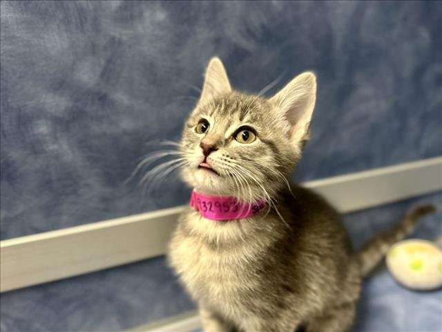 SUZIE SPARKLE - Domestic Short Hair available for adoption