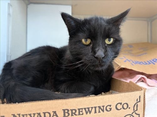 STARRY NIGHT - Domestic Short Hair available for adoption