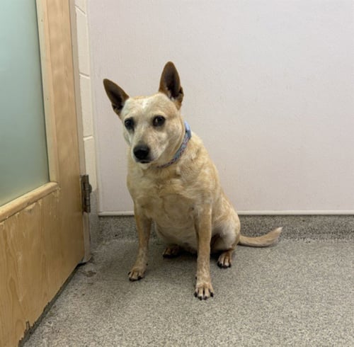 BANJO - Australian Cattle Dog/Blue Heeler available for adoption