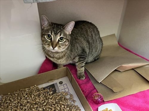 LEO - Domestic Short Hair available for adoption