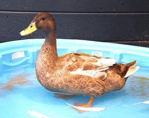 ATLAS - Duck available for adoption