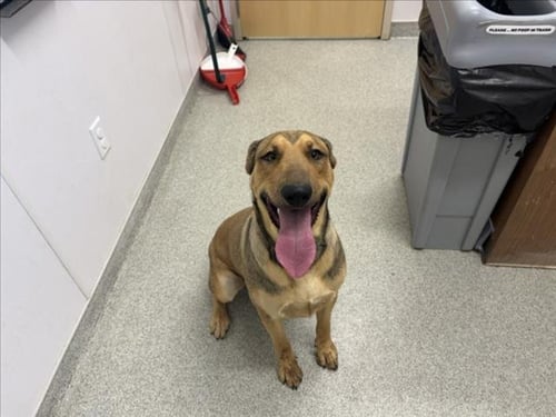 ROGER - English Coonhound / German Shepherd Dog available for adoption