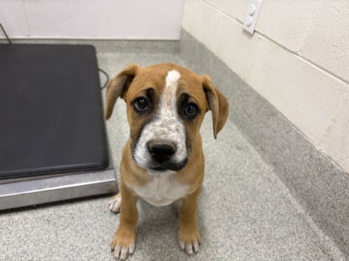 SCALLOP - Black Mouth Cur available for adoption
