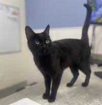 KITTY - Photo 1