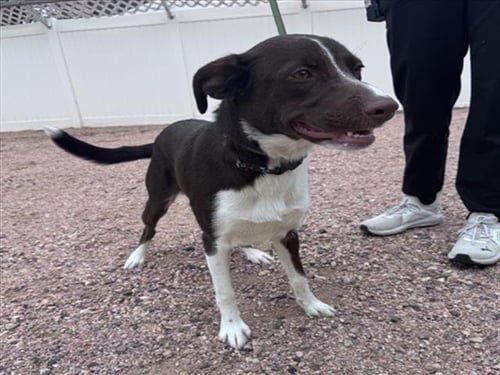 BROWNIE - Border Collie available for adoption