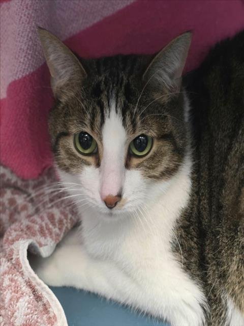 TONIC - Domestic Short Hair available for adoption