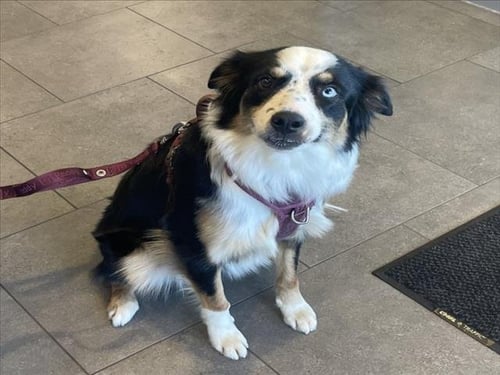 MYLA - Australian Shepherd / Border Collie available for adoption