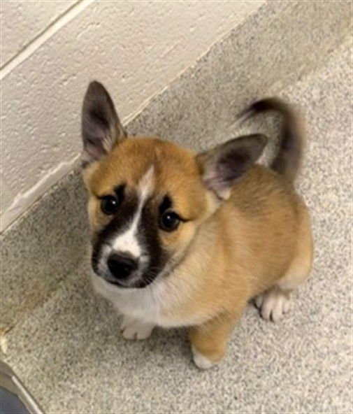 NOEL - German Shepherd Dog / Siberian Husky available for adoption