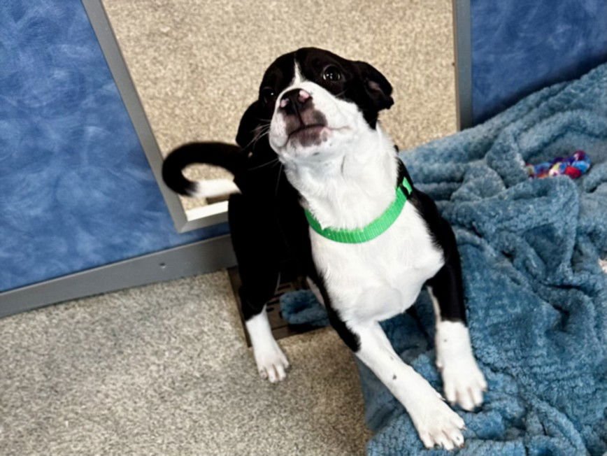 COURAGE - German Shorthaired Pointer available for adoption